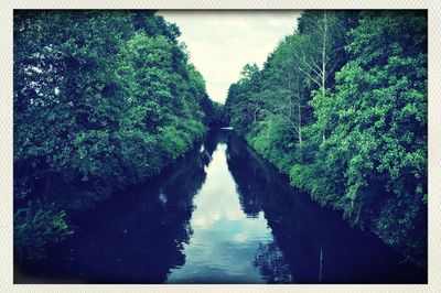 Reflection of trees in water