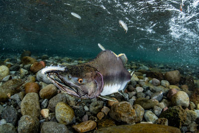 Pink salmon's run in rausu, hokkaido , japan