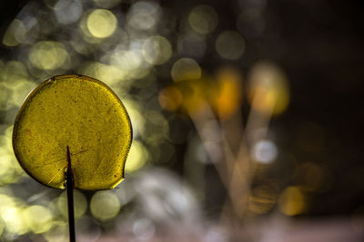 Close-up of yellow flowering plant