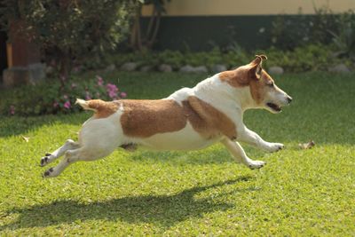 Side view of dog running in garden