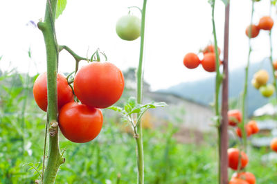 Close-up of tomatoes growing on plant