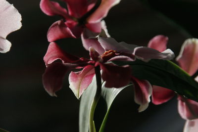 Close-up of pink flowers