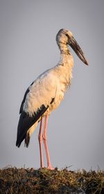 Close-up of a bird on land