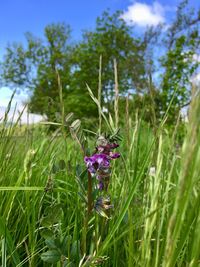 Close-up of purple flowering plants on field