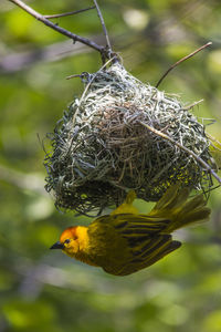 Close-up of bird nest