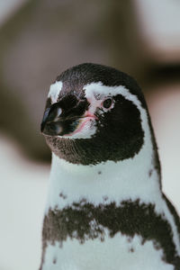 Close-up of a bird looking away