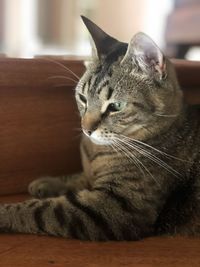 Close-up of cat resting at home