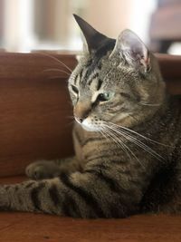 Close-up of cat resting at home