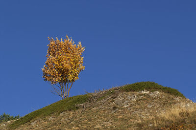 Scenic view of green landscape against clear blue sky