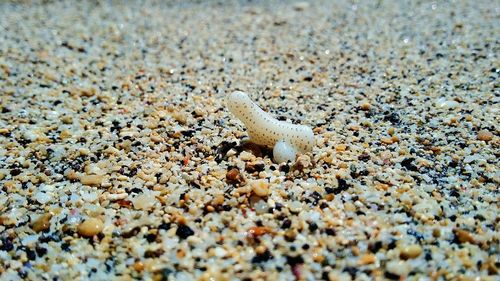 Close-up of crab on sand at beach