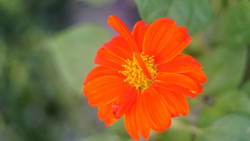 Close-up of orange flower