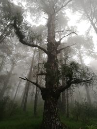 Tree in forest against sky