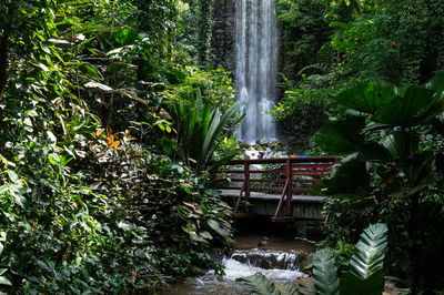 Scenic view of waterfall in forest