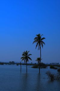 Palm trees by sea against clear blue sky