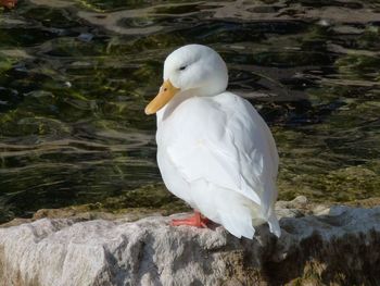 Bird on white background