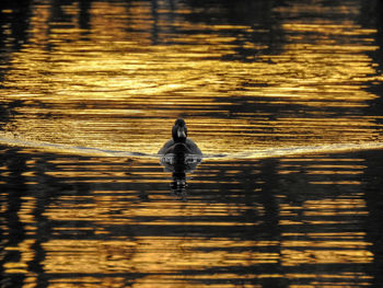 Rear view of a young man standing in water