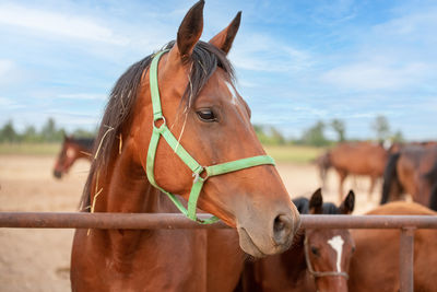 Close-up of horse against sky