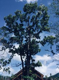 Low angle view of trees against sky