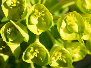 Spring flowers in london, uk