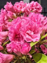 Close-up of pink flowers