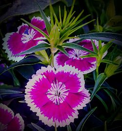 Close-up of pink flower