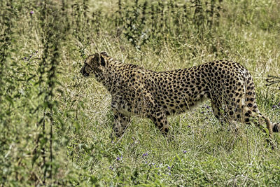 View of a cat on field