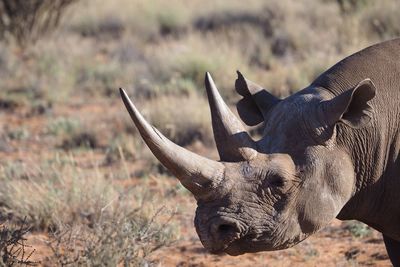 Close-up of rhinoceros on field
