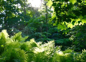 Trees and plants growing in forest