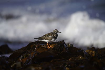 Bird perching on a rock