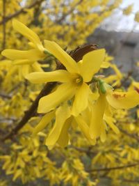 Close-up of yellow flowers