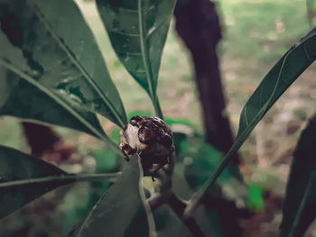 Close-up of insect on leaf