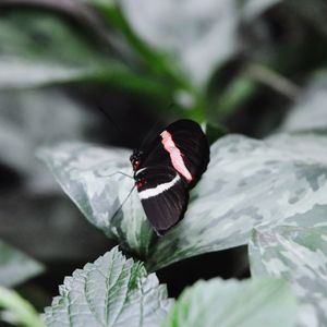 Close-up of butterfly on flower