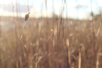 Close-up of plant growing on field