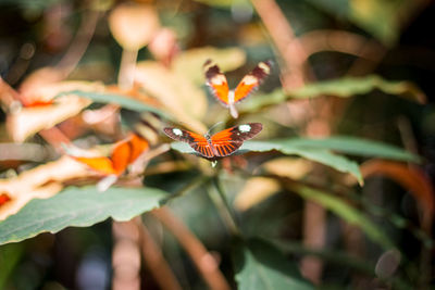 Orange butterfly resting on a plant in the tropical greenhouse