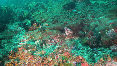Moray eel on coral reef. underwater world with corals and tropical fish. 