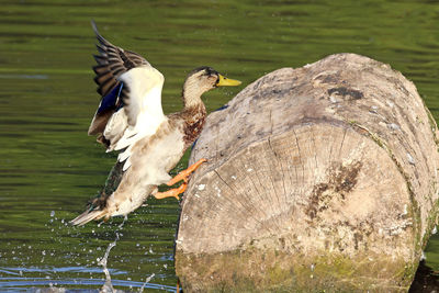 Mallard duck on log in lake