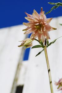 Close-up of white flowering plant