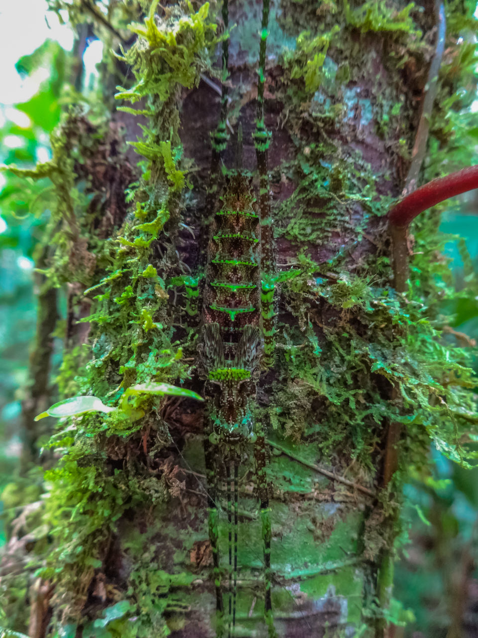 growth, nature, tree, tree trunk, green color, outdoors, no people, plant, tranquility, day, beauty in nature, forest, close-up, ivy, creeper plant, freshness