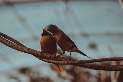 Close-up of bird perching on railing