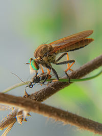 Close-up of insect on twig