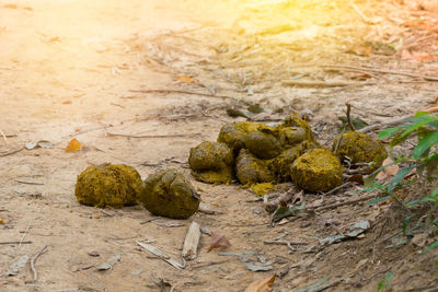 Close-up of lizard on sand