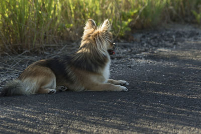 Cat looking away on footpath