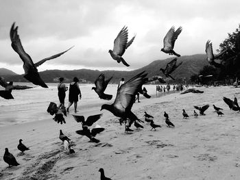 Seagulls flying over beach against sky