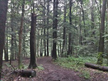 Trees in forest