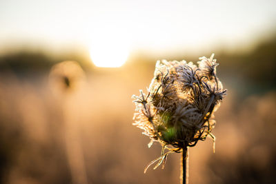 Close-up of wilted plant