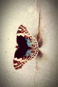 Close-up of butterfly on wall