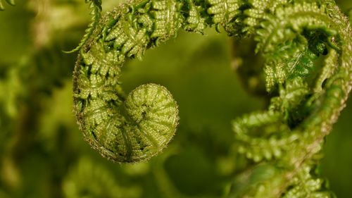 Close-up of unrolling fern leaf