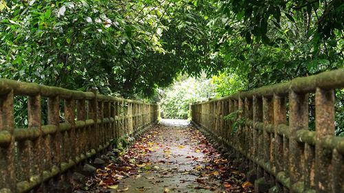 Walkway amidst trees during autumn