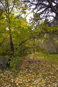 Trees in forest