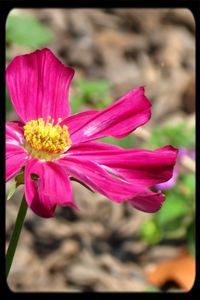 Close-up of pink flowers